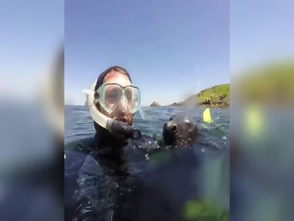 Šnorchlování s tuleni