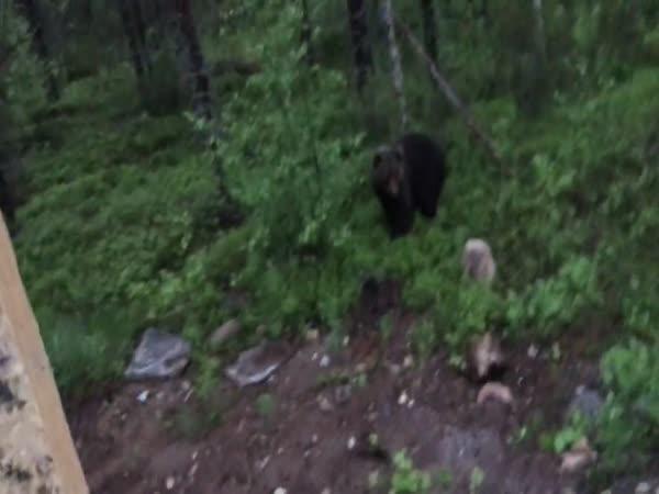 Jak odehnat medvěda  