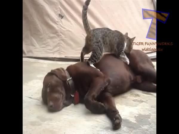 Kočky vs. psi      