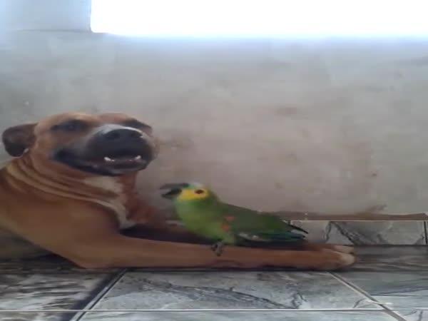 Přátelství psa a papouška      
