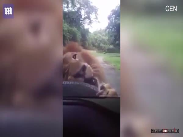 Lev vs. pneumatika