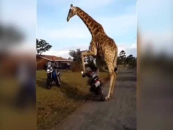 Žirafa na motorce v ulicích