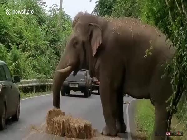      Slon krade seno      