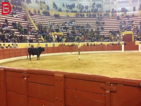 Člověk vs. býk v Portugalsku #54