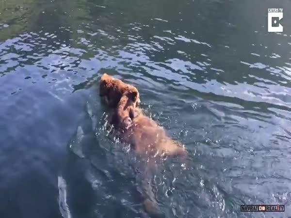 Medvědice vs. jezero