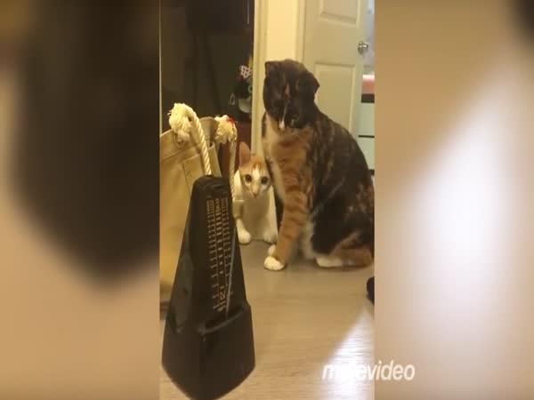 Kočky se bojí metronomu