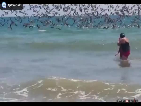 Útok pelikánů na Galapágách