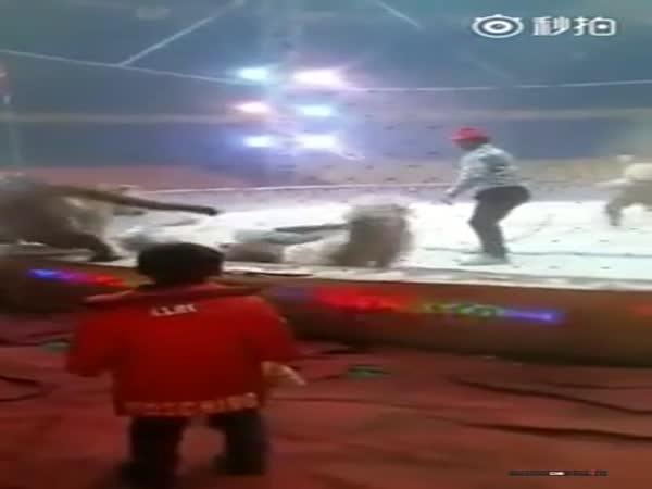 Napadený kůň v Číně
