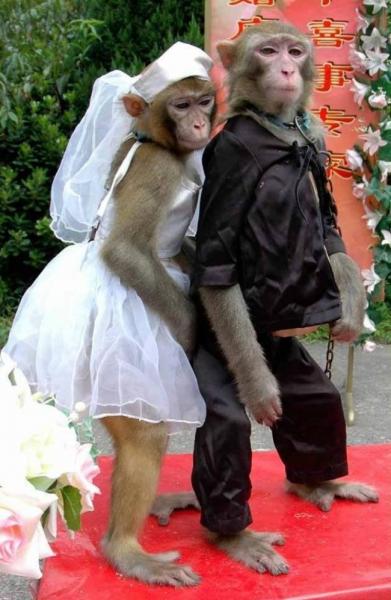 GALERIE – I zvířata mají nárok na svatbu     