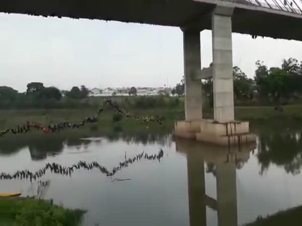 Brazílie: Hromadný skok z mostu