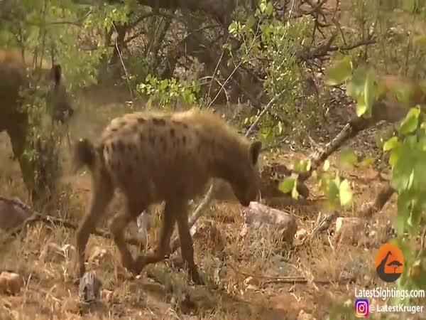 Hyeny vs. leopard