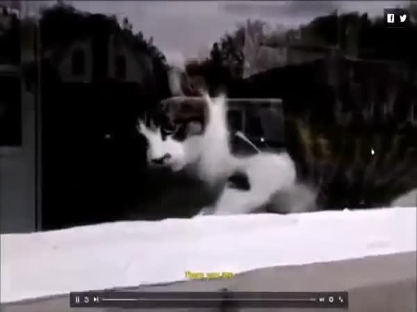       Pošťák bojuje s kočkou      