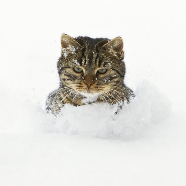     GALERIE - Kočičí reakce na sníh    