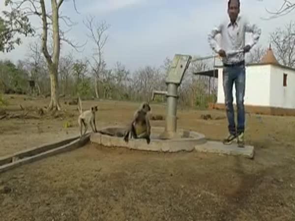      Když máš opici, potřebuješ vodu    