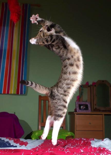 GALERIE - Nejvtipnější tancující kočky