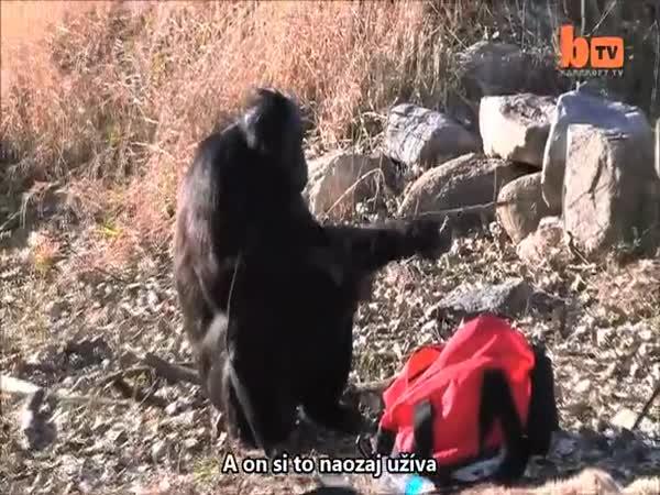 Šimpanz Kanza dokáže založit oheň