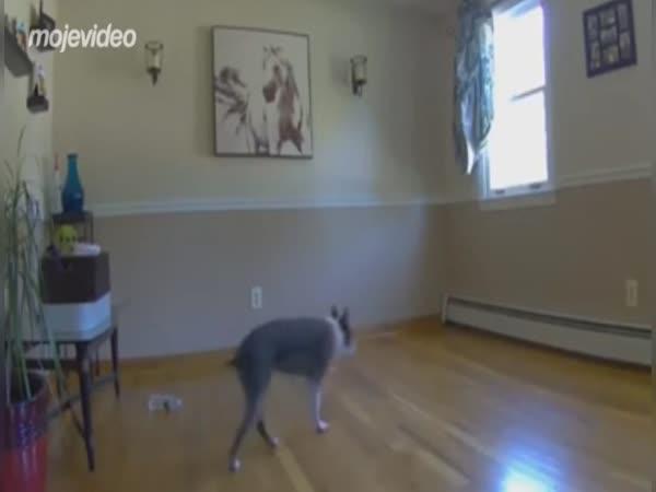 Nestěhuj nábytek, když máš slepého psa