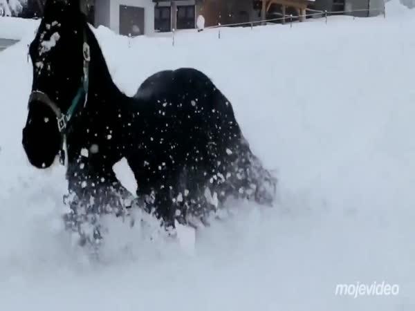 Koňské zimní radovánky