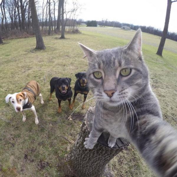     GALERIE – Nejzábavnější kočičí selfie    