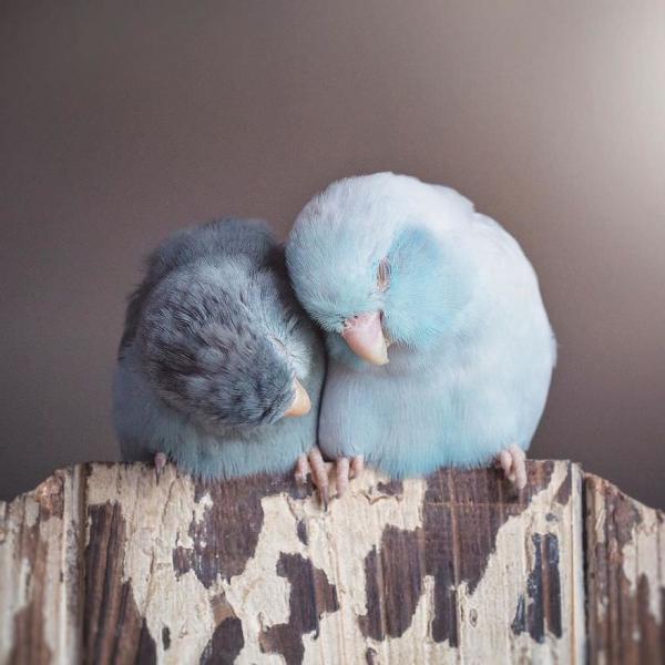 GALERIE - Láska mezi papoušíčky