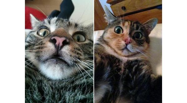     GALERIE – Nejzábavnější kočičí selfie    