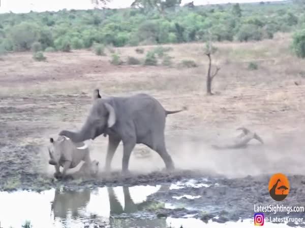 Slon vyhnal nosorožce ze svého teritoria