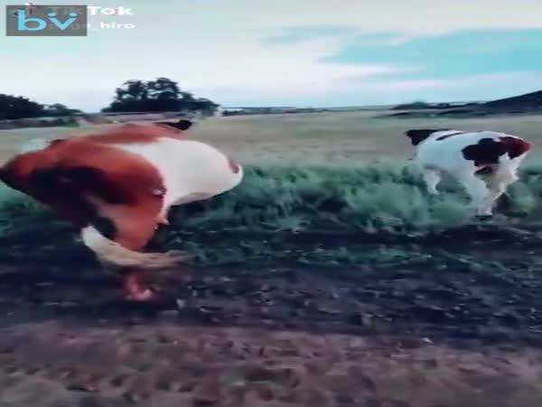 Jak zastavit krávu