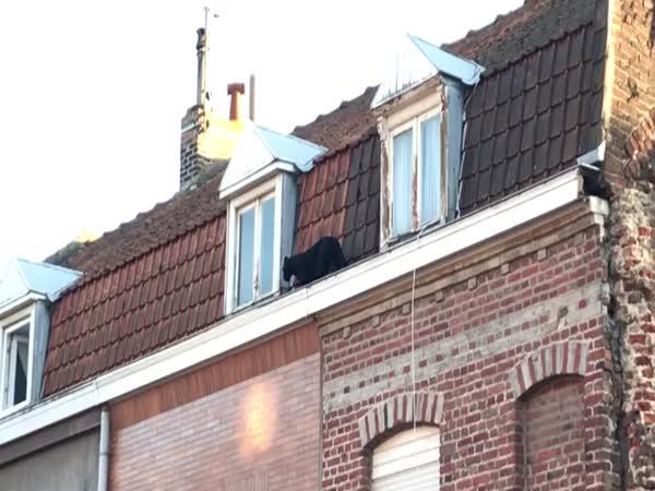 Černý panter na střeše domu