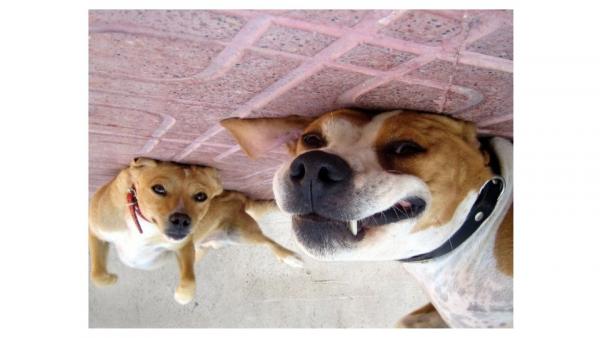 GALERIE – Tihle psi jsou prostě strop!