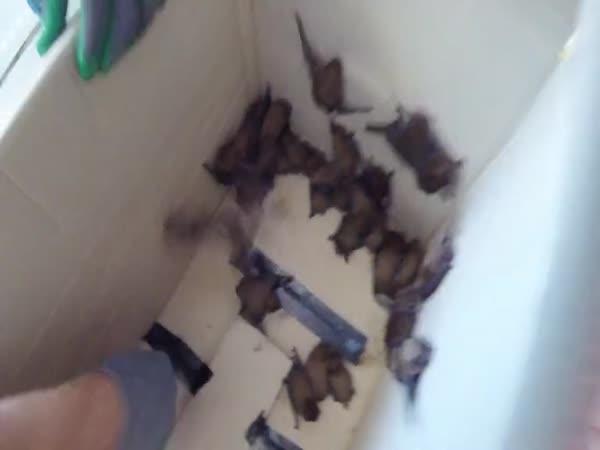52 netopýrů v klimatizaci