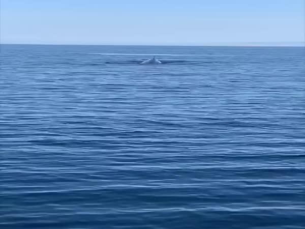       Velryby na pobřeží Chorvatska      