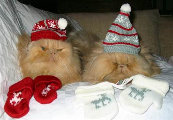     GALERIE – Kočky nenávidí Vánoce    