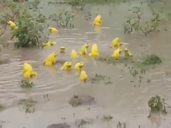       Žluté žáby v Indii      
