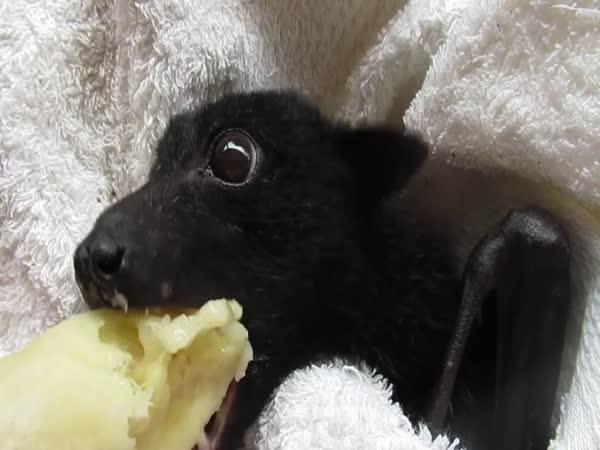       Zachráněné zvířátko si dává banán      