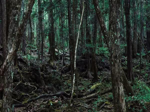     Strašidelné nálezy v lese    