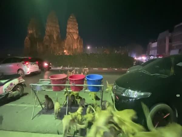     Stovky opic v ulicích Thajska    