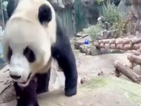     Panda a její reakce na lidi    