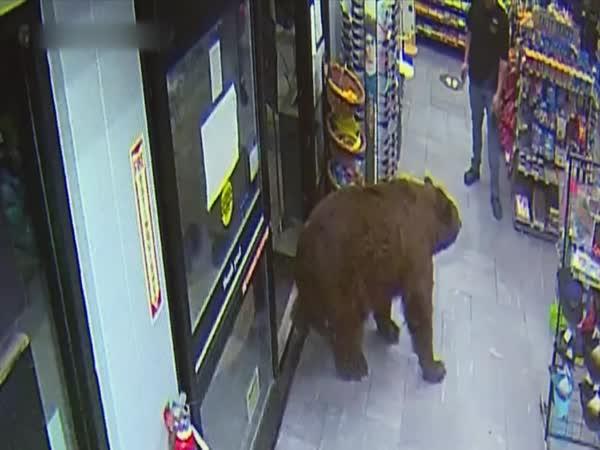     200kilový medvěd v obchodě    