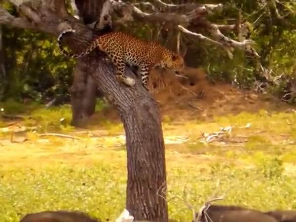     Leopard vs. stádo prasat    