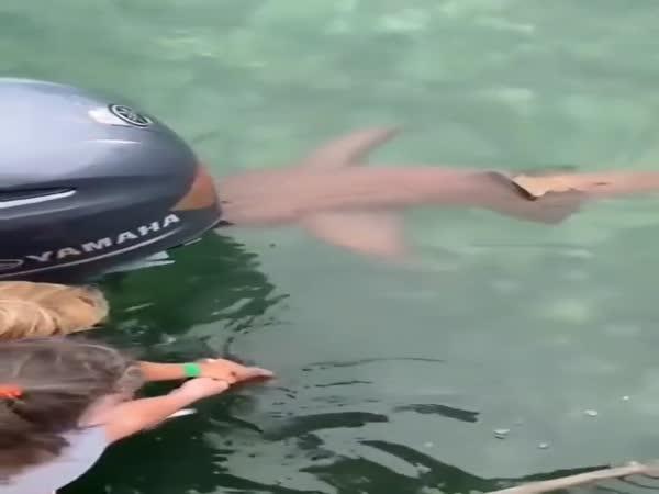    Krmení žraloka z ruky    