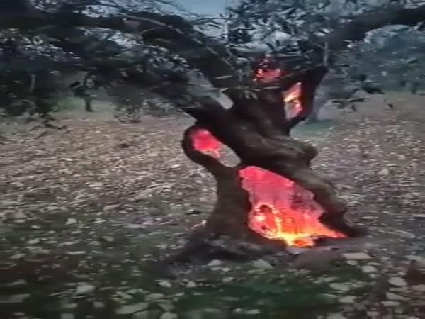     Blesk udeřil do stromu    