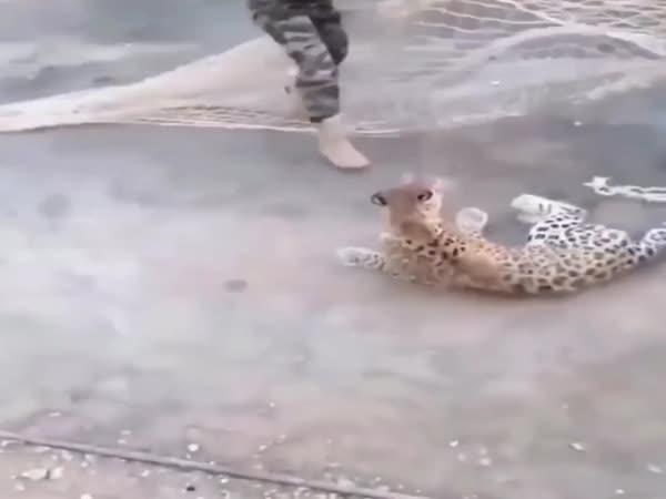     Fail – Odchyt leoparda na ulici    