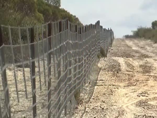     Australané postavili nejdelší plot  
