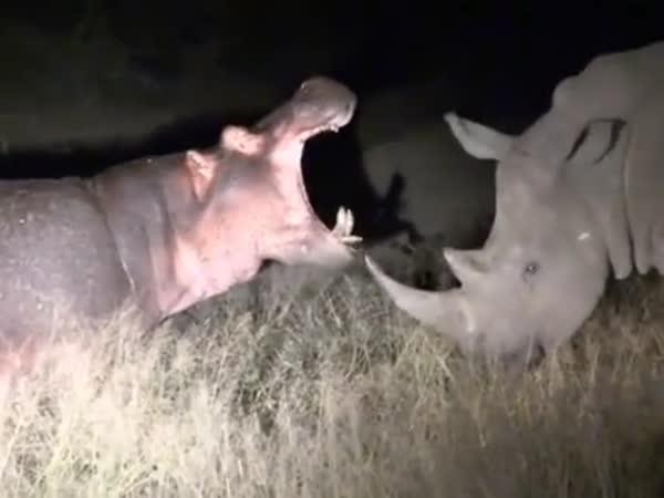     Hroch a setkání s nosorožci    