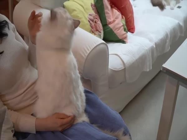 TOP 5 – Největší kočičí plemena