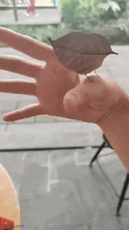 GIF č. 1340933