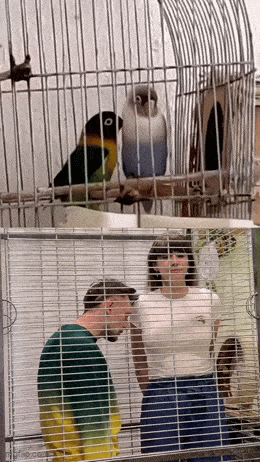 GIF č. 1341011