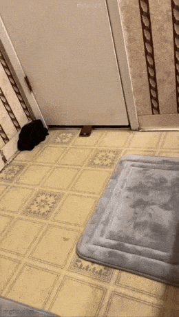 GIF č. 1341001