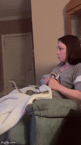 GIF č. 1341752