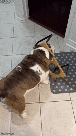 GIF č. 1342149